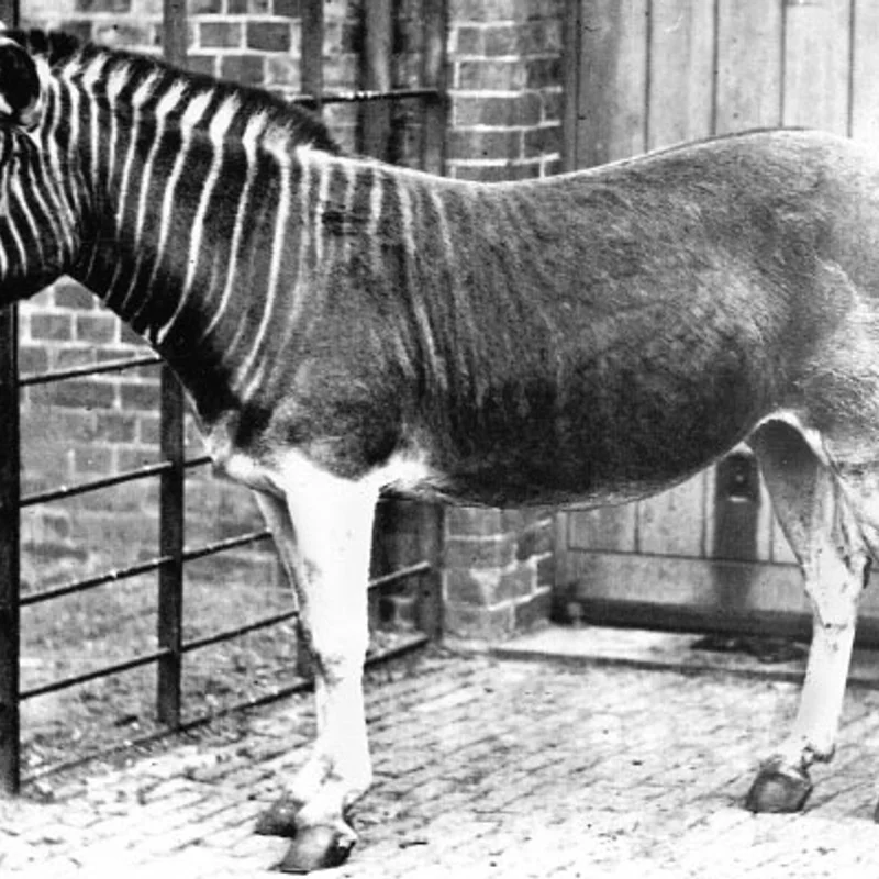 Death of the Last Quagga