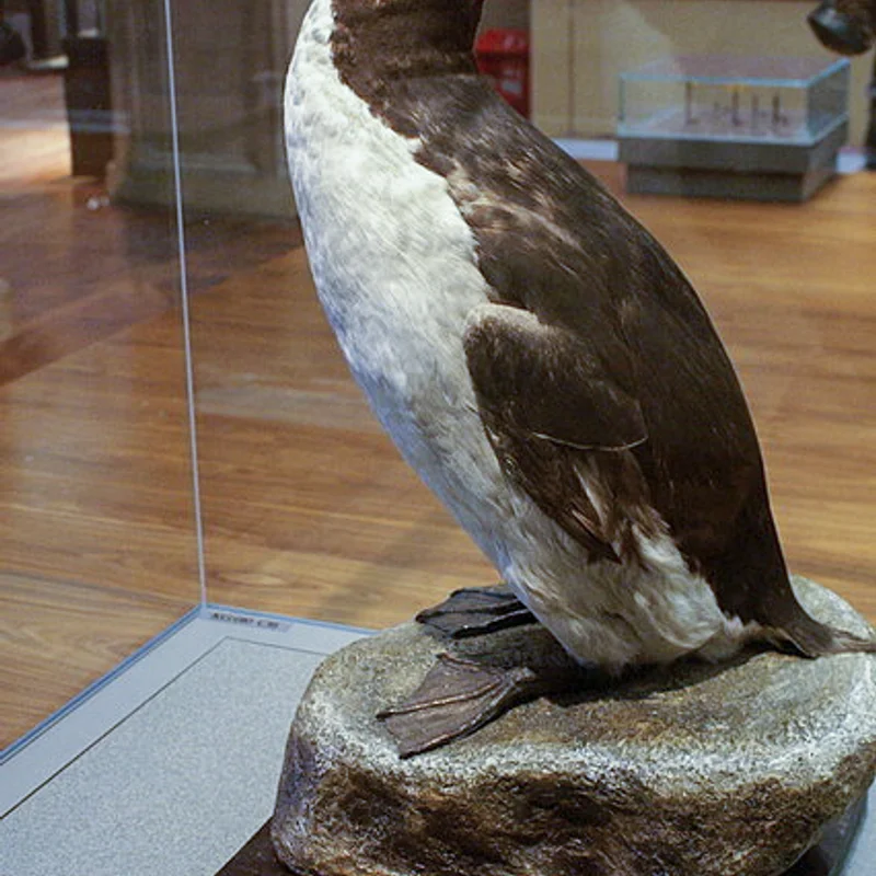 Extinction of the Great Auk