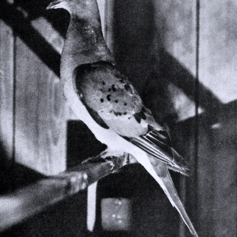 Extinction of the Passenger Pigeon