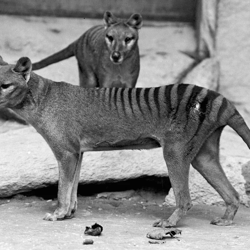 Death of the Last Thylacine