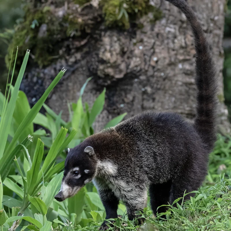 Edit on Coati Page